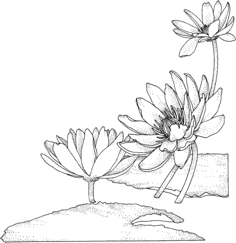 Nymphaea Or Water Lily Coloring Page